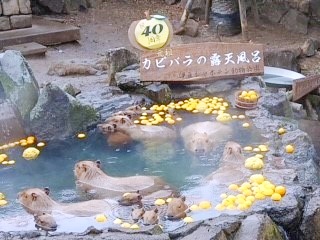 伊豆シャボテン動物公園のカピバラの露天風呂を上から撮影