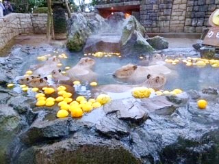 伊豆シャボテン動物公園のカピバラの露天風呂