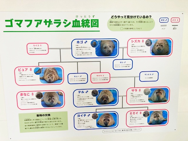 マリンピア日本海のアザラシ血統図