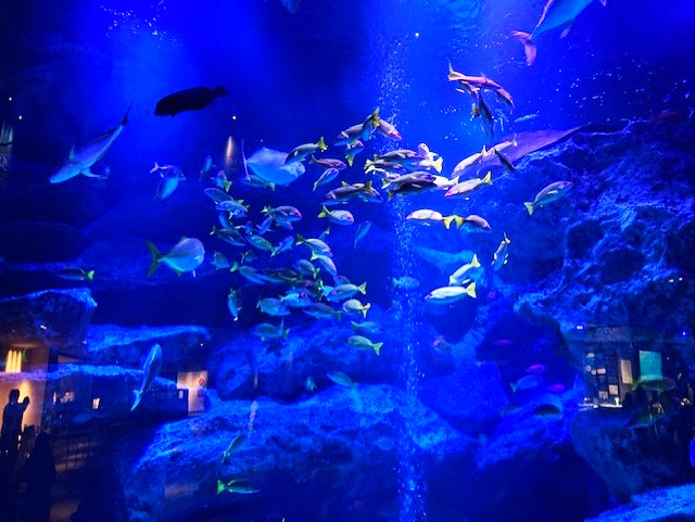 すみだ水族館の魚たち