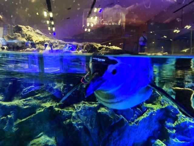 すみだ水族館のペンギンをアップで